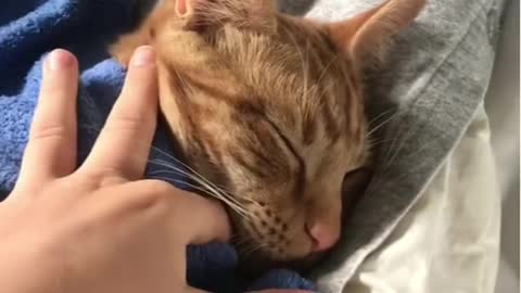 Cuteecatnapping under blanket