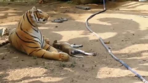 funy animals