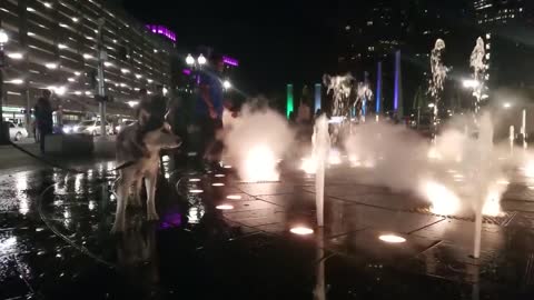 Siberian Husky juega en una fuente de agua pública en Boston