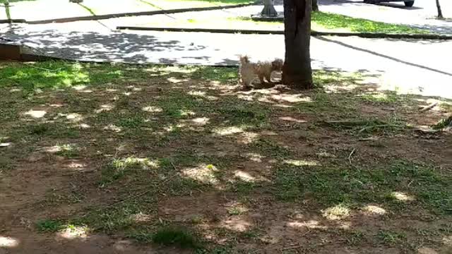 Eu que mando na praça