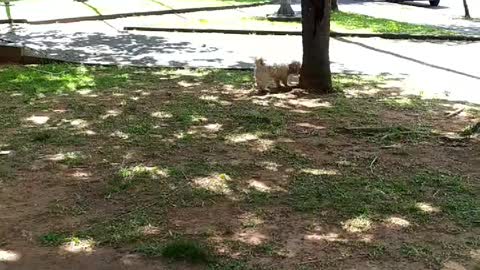 Eu que mando na praça