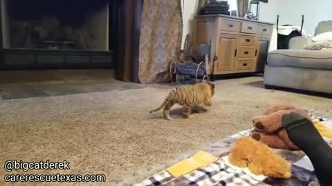 BABY TIGERS! | WATC 520..