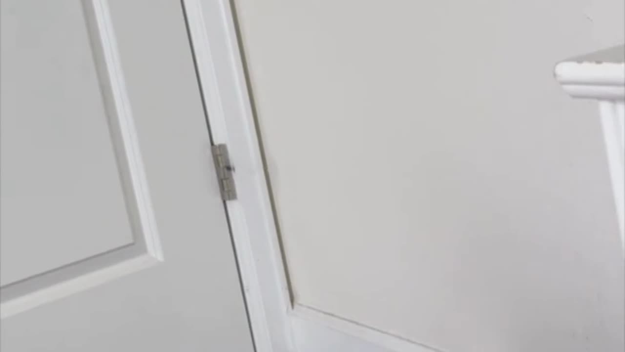 Cute Precious Piper Guards the Guest Room - Adopting a Cat from a Shelter Vlog #shorts