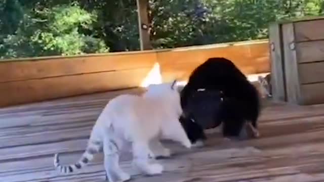 Wild Animals playing games Tiktok videos RELAX FOR LIFE