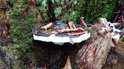 Mushroom