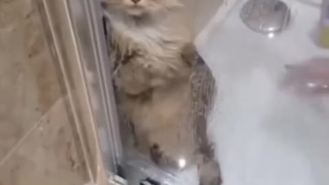Cute cat doesn't want to bath
