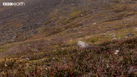 Meet the World's Tiniest Trees! | From Plant to Planet with Nellie Nilsen | BBC Earth