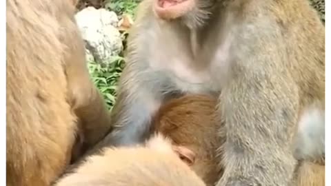 49.🐵 Funny Monkey Sleep 🐒 #shorts