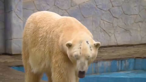 Ultimate Wild Animals Collection in 8K ULTRA HD / 8K TV