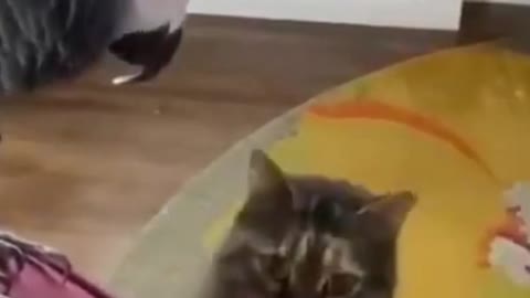Parrot barks at cat