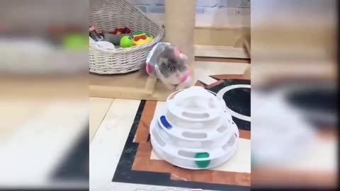 Very funny beautiful kitten playing.