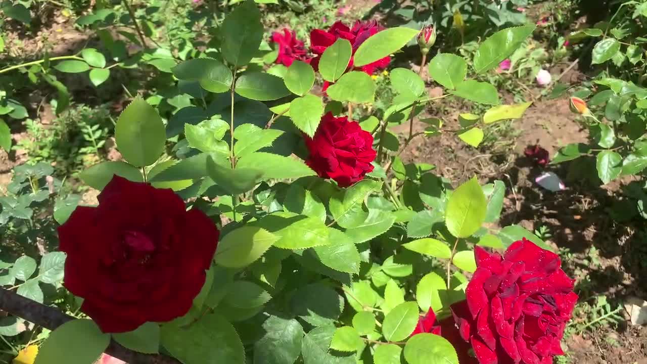 Beautiful flowers and grass, a gift from nature