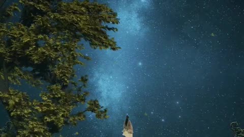 Night vibes ✨🖤 || Aesthetic videos ✨