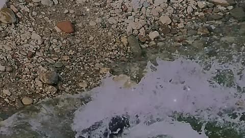 Catfish Prey on Land