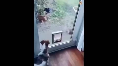 Funny Animals Complilations 3