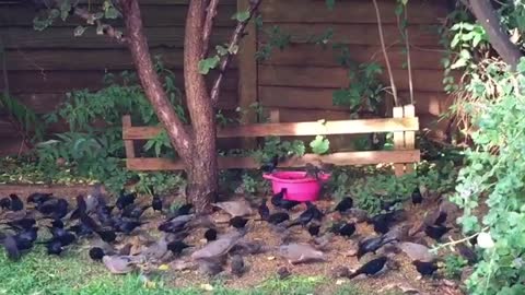 Birds love to feed in my garden