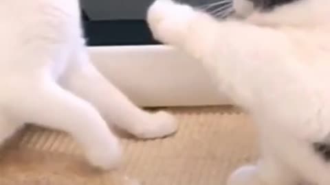 Lovely cute cats playing videos