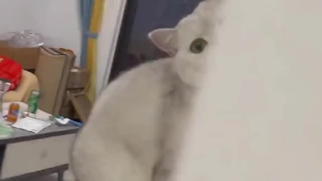 Beautiful cat