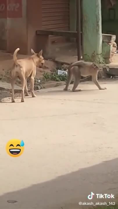 Super Funny Animal Video that Will Make You Laugh Out Loud |AhmadKarube| Do Share & Subscribe