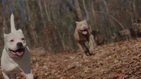 Pitbulls Running in a Park