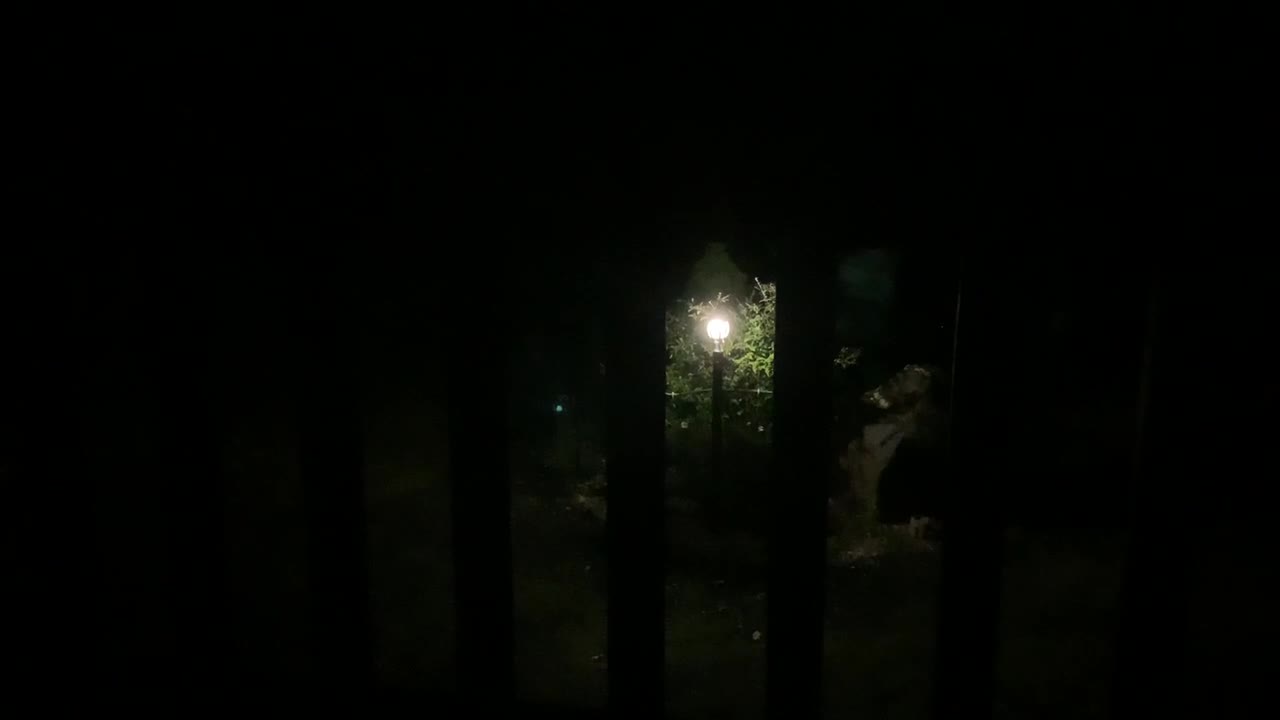 Dark video / NW NC 5 am at The Treehouse 🌳 Coyotes make their presence known & get the dogs riled