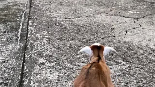 Heartwarming Moment Rescued Goat Returns to Herd