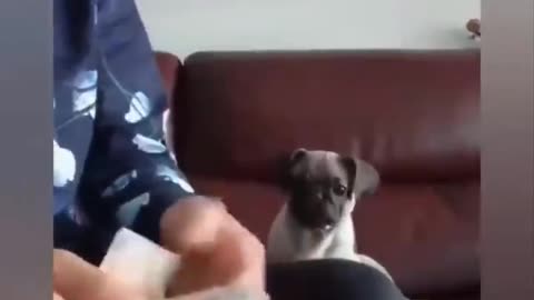 super funny animal videos