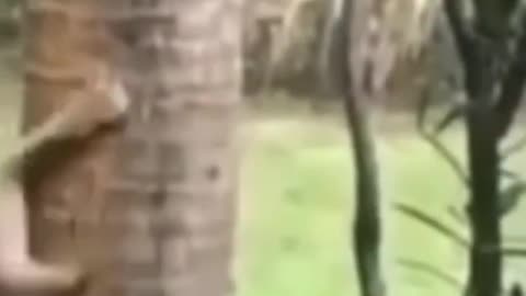 Funny Animals😍😃😃😃#shorts #animalsshorts #funnyanimals