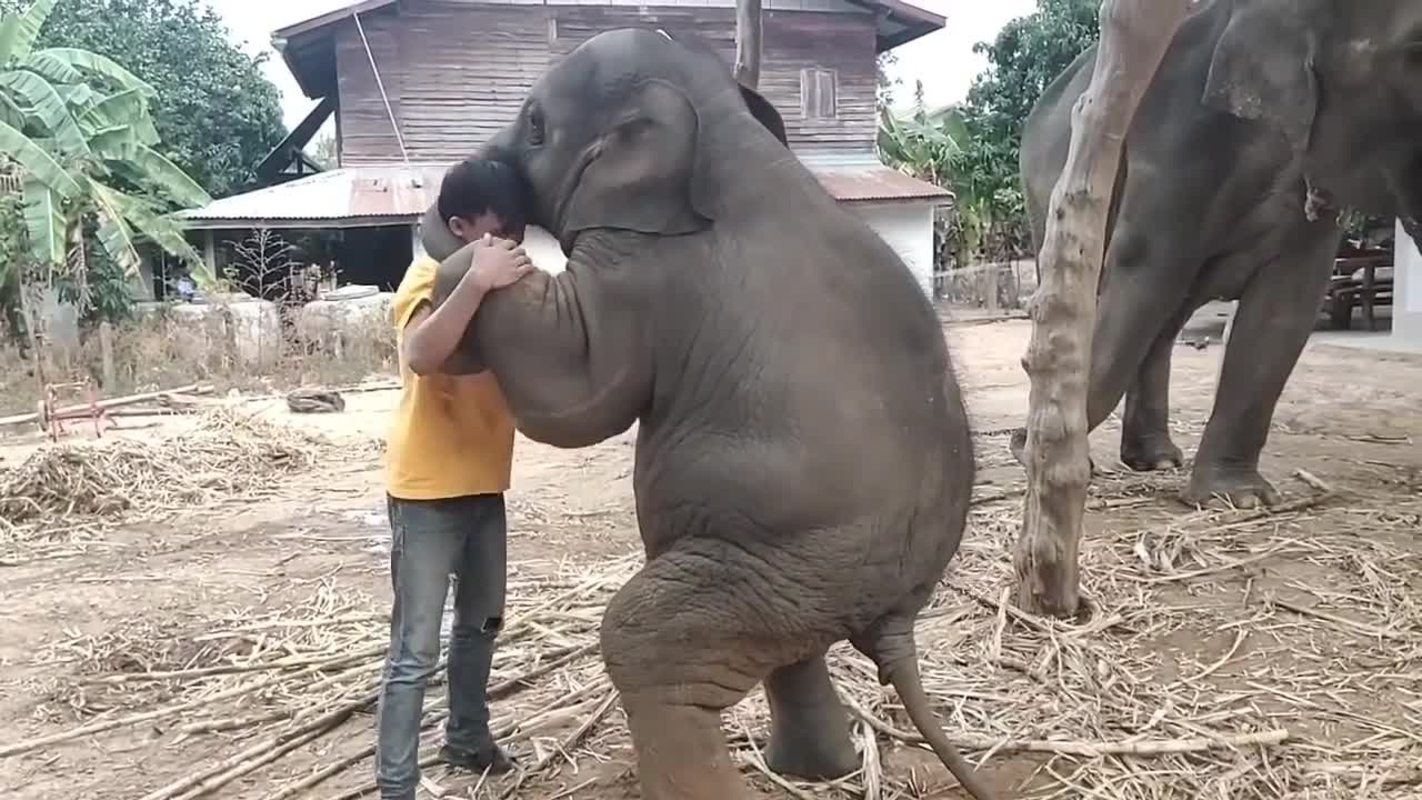 Elephant loves with people