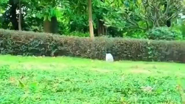 Best funniest video of animal !!!