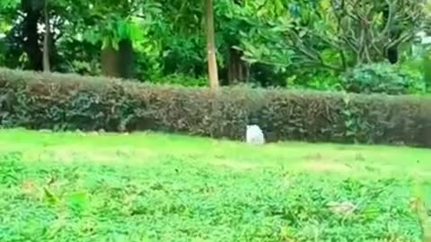 Best funniest video of animal !!!