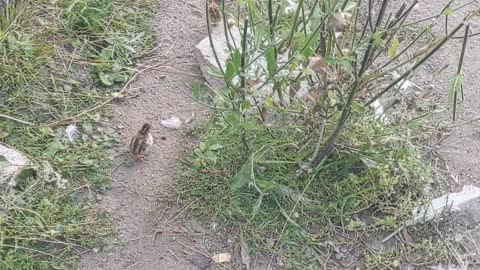 Fowl and retrained wild goat