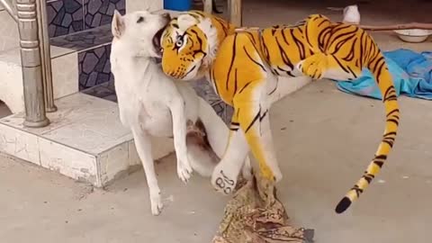 Let's see if the dog is really scared
