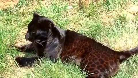 Interesting Facts About Black Panthers