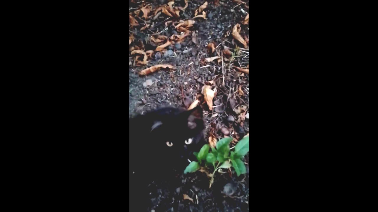 Playful Black Kitten with Sparkling Eyes: Autumn Leaf Adventures and Tree Climbing Fun!