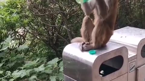 Hungry Monkey