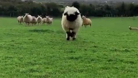 I’d love a cookie - funny animals