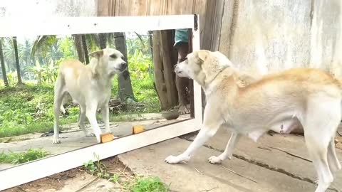 When the cute dog see the reflection in mirror and dog reaction