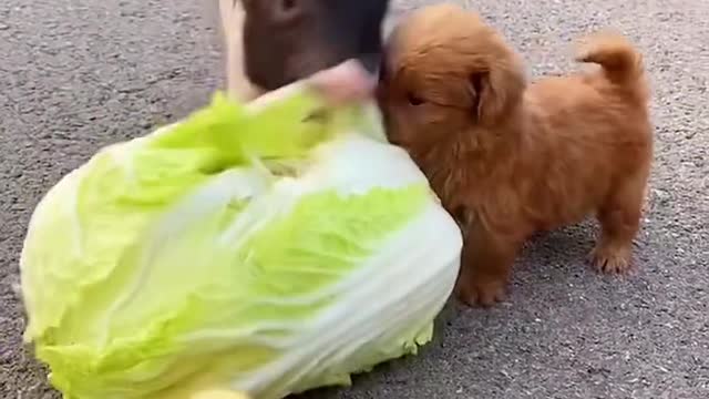 Pet dogs and pigs eat cabbage