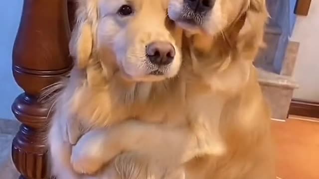 puppyy520