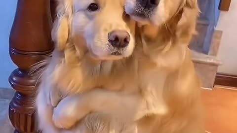 puppyy520