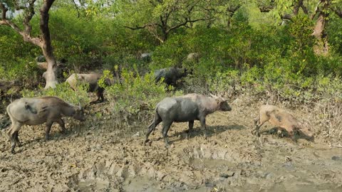 The black buffalo searching for food without buffalo escorts in the green forest.