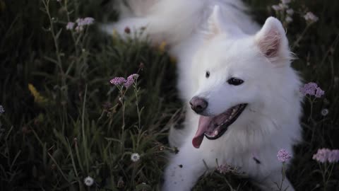 Healthy foods to help your puppy's health.