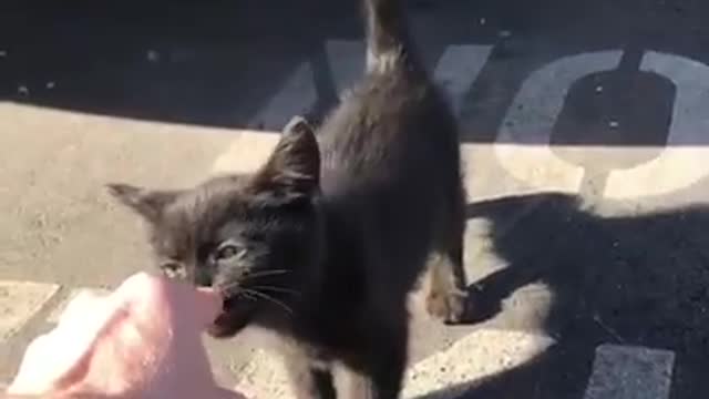 watch how this street cat is happy with his best buddy