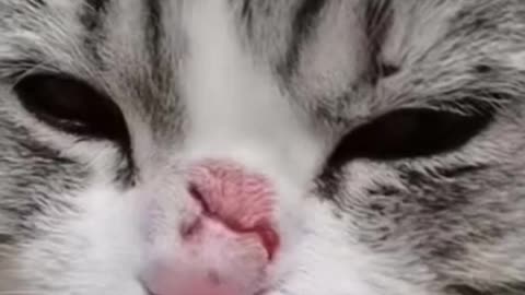 When a cat lose a fight - Funny Cats Video_animals _funny