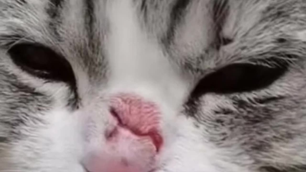 When a cat lose a fight - Funny Cats Video_animals _funny