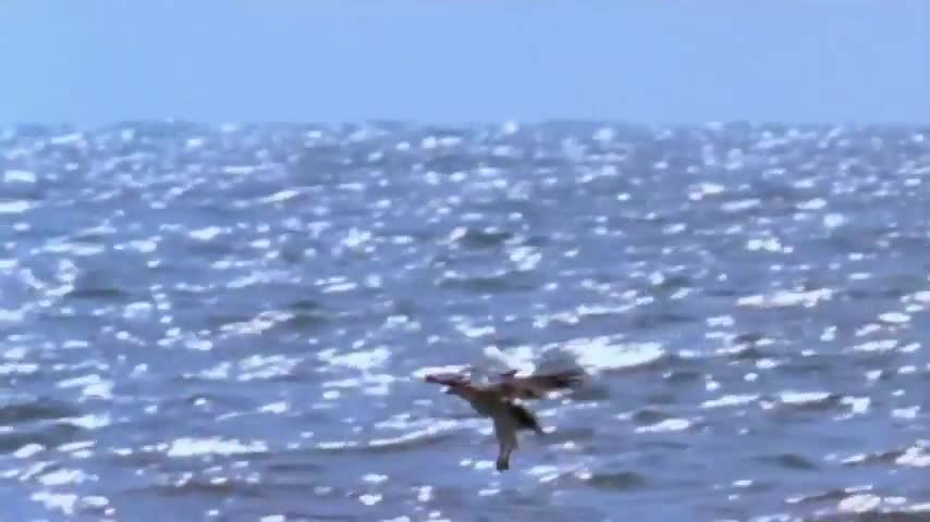 Why can Shark hunt Eagle flying ? Amazing wild life