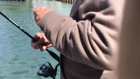 Blow fish