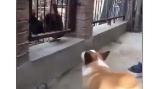 crazy dogs and chickens (must watch )