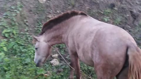 my pet horse